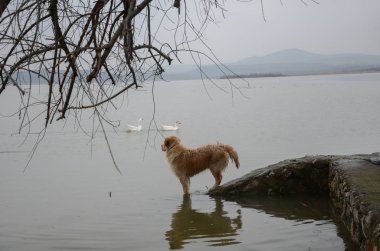 Köpek iki bakıyor ördekler hangi denizde yüzmek.