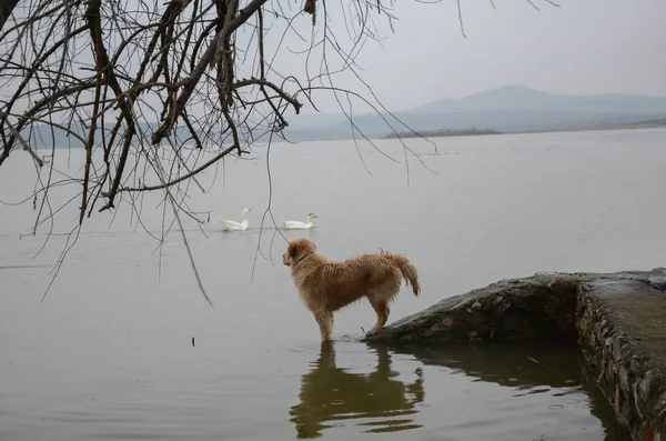 Köpek iki bakıyor ördekler hangi denizde yüzmek.