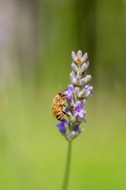 Arı polen Mor çiçek makro ayrıntı emme