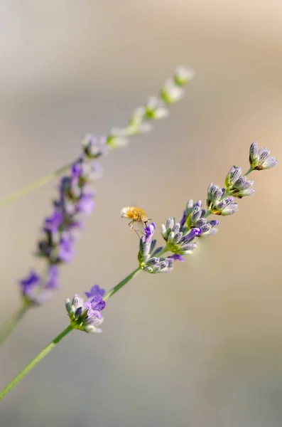 라벤더 Stellatarum — 스톡 사진