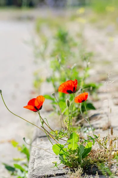 Poppies growing among the pavement stones in summer.Struggle for life,