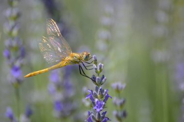 Turuncu ragonfly bir lavanta üzerinde tünemiş yakın çekim, ayrıntı kanatlar.
