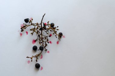 Beyaz arka plan üzerinde izole üzüm boş şube