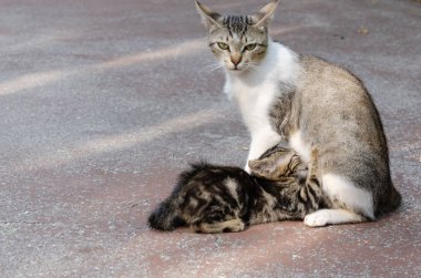 Anne kedi onu yavru kedi emzirir ve kameraya benziyor.