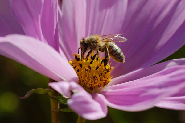 Flor Cor Lilás Com Uma Abelha Coletando Pólen Néctar — Fotografia de Stock