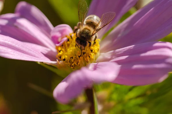 花粉や蜜を集めるミツバチとライラック色の花 — ストック写真
