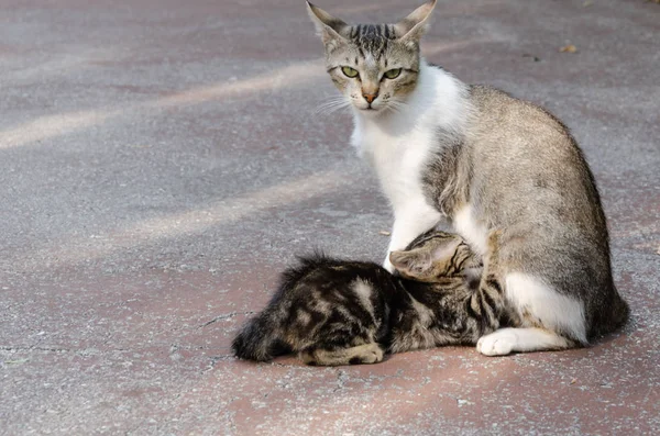 Mãe Gato Amamenta Seu Gatinho Olha Para Câmera — Fotografia de Stock