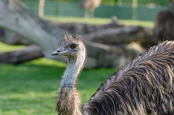 Portrait South American Ostrich Nandu Close — Stock Photo, Image