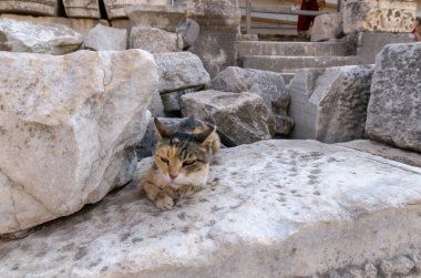 Efes - Türkiye eski kalıntılar üzerinde kedi