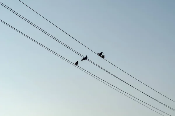 Vier Tauben Auf Dem Draht Gegen Den Blauen Himmel — Stockfoto