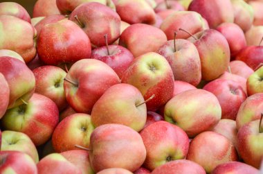 Grup kasanın bahçe içinde kırmızı elma