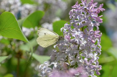 Büyük lahana beyaz (Pieris brassicae) eflatun çiçek dinleniyor. Yeşil arka plan.