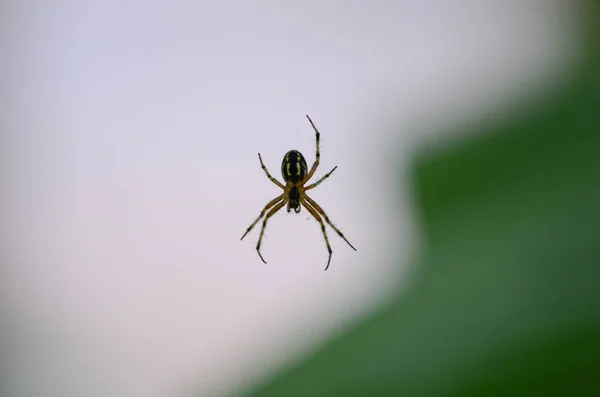 Spider Macro Photo Garden Spider Natural Background Turkey — Stock Photo, Image