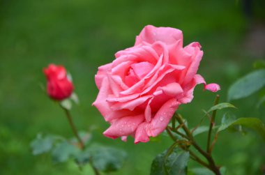 Pembe gül çiçek gül bahçesinde. Yumuşak odak. Yağmur damlaları vardır.