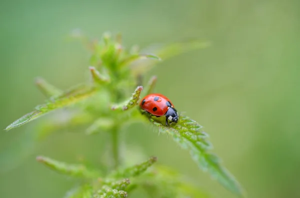 Cute Ladybug Stinging Nettle Urtica Dioica — Stock Photo, Image