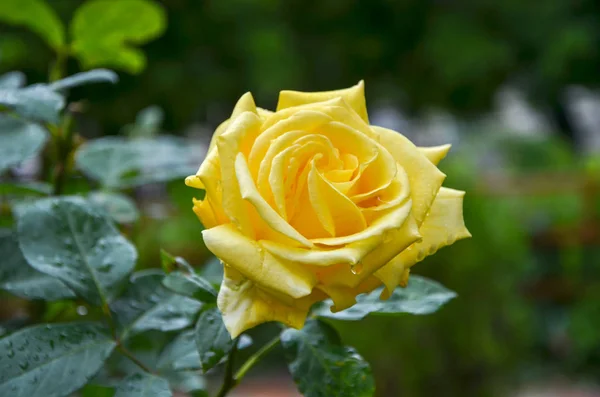 Amarelo Rosa Flor Jardim Rosas Foco Macio Gotas Chuva Nele — Fotografia de Stock