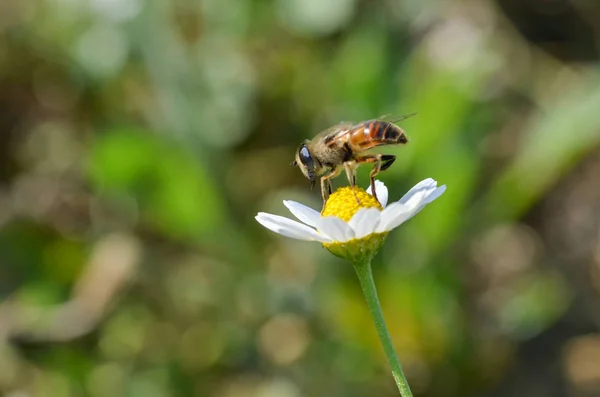 ミツバチは花の蜜を集めています 黄色背景をぼかした写真 — ストック写真
