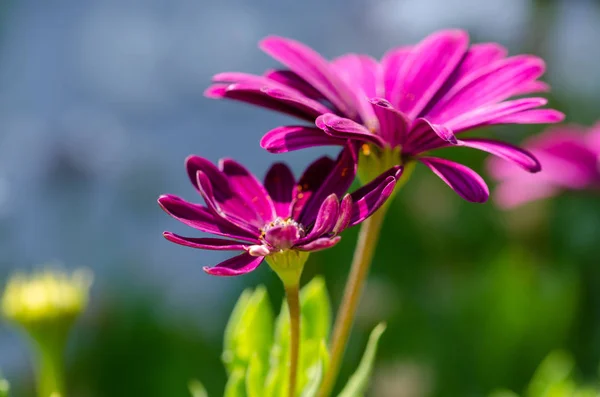Osteospermum Ecklonis Květiny Květy Fialové Sedmikráska Roste Pozadí Park Floral — Stock fotografie