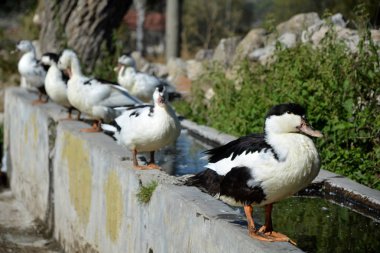 Altı ördekler havuzun yanında duruyorsun.