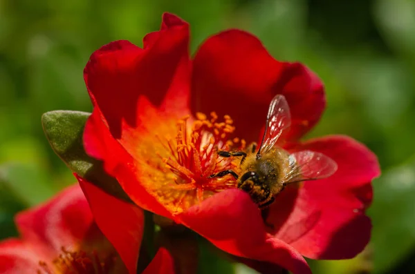 花粉蜂に咲く赤いケシの花のクローズ アップ — ストック写真