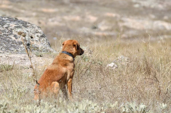 A very sad dog in a rocky area