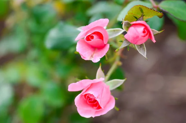 Sur Des Fleurs Roses Avec Beau Fond Flou — Photo