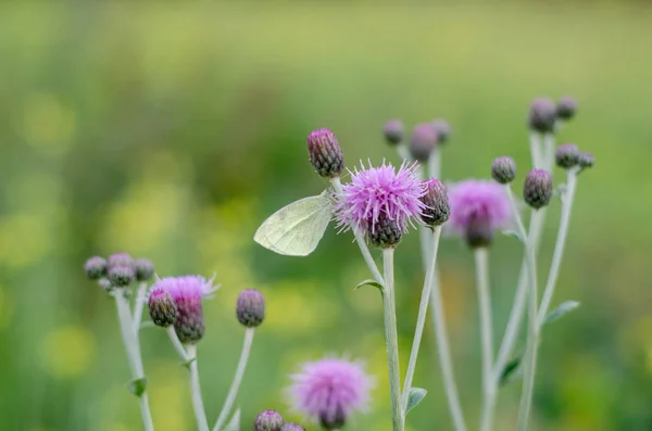 Large White Pieris Brassicae Butterfly Resting Purple Flower Blurred Background — Stock Photo, Image