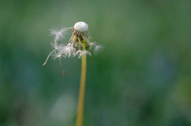 Karahindiba tohumları yeşil arka planda uçuşuyor.