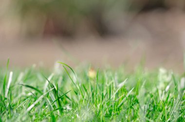 Taze ot tarafından mükemmel yeşil arka plan. Yumuşak odak ve arka plan bulanık