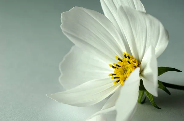 Close up white cosmos flower on the aqua  background