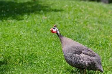Miğferli Gine fowl çim alan üzerinde. İple çekiyor.