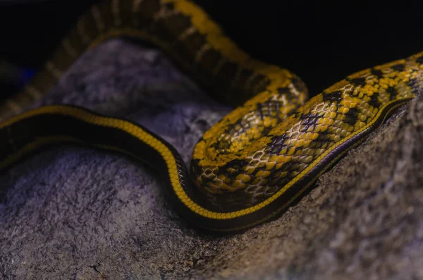 Yellow Rat Snake Uma Cobra Listrada Amarela Grande Brilhante Sudeste — Fotografia de Stock