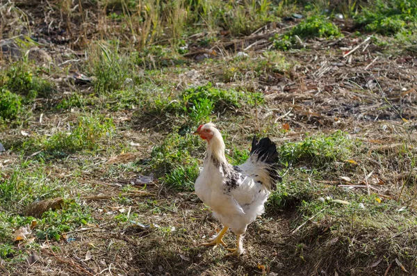 Black and white chicken walking on the grass floor. Free range chicken