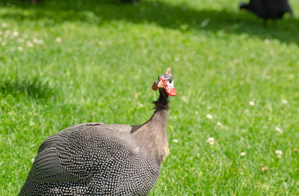 A Helmeted Guinea fowl on grass area.It is looking the camera