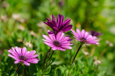 Mor Osteospermum ecklonis çiçek makro Park.