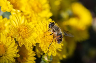 Zarif sarı kasımpatı çiçekleri kapatın. Var mı bir arı sarı kasımpatı çiçekleri.