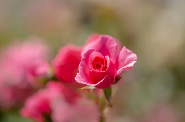 Floración Verano Rosa Rosas Fondo Con Luz Espacio Copia Enfoque — Foto de Stock