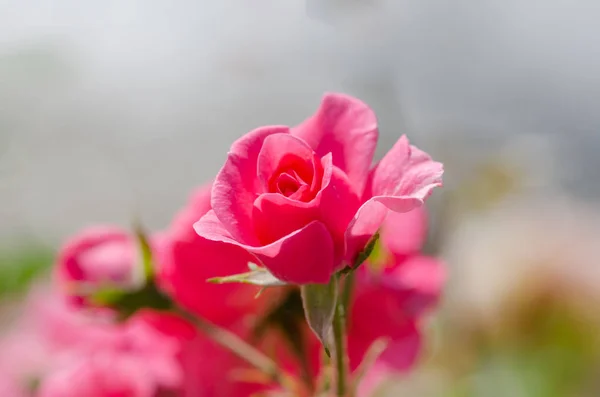 Sommer Blühende Rosa Rosen Hintergrund Mit Licht Und Kopierraum Selektiver — Stockfoto