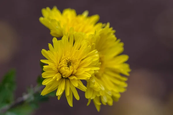 Foco Seletivo Belos Crisântemos Flores Textura Fundo Jardinagem Botânica Floricultura — Fotografia de Stock