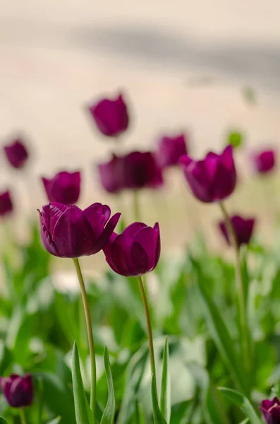 Flower tulips background. Beautiful view of purple tulips under sunlight landscape of spring or summer.