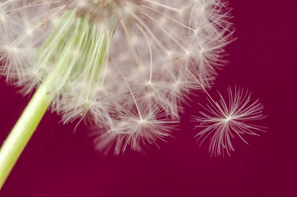 Fluffy dandelion on pink background