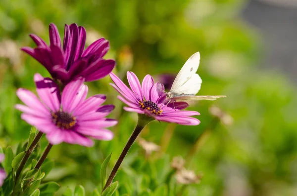 Parku Purple Osteospermum Ecklonis Květiny Bílý Motýl Rozmazané Pozadí Zelené — Stock fotografie