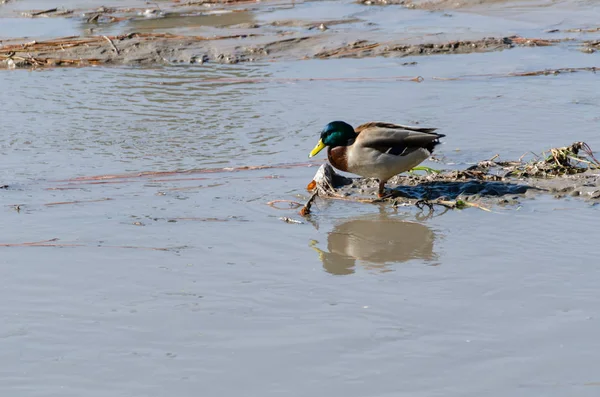 Stockente Kämpft Ihr Leben Weniger Und Schmutzigem Wasser — Stockfoto