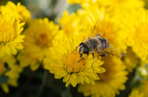 Flores Elegantes Crisântemo Amarelo Fechar Uma Abelha Flores Amarelas — Fotografia de Stock