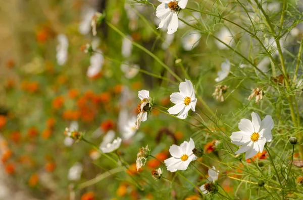 White cosmos flowers (cosmos bipinnatus) orange background and graceful flowers and seeds.