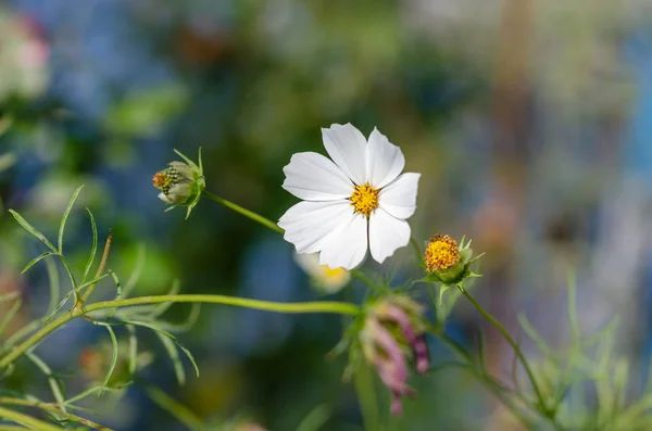 White cosmos flower (cosmos bipinnatus) Colorful background and graceful flower and seeds.