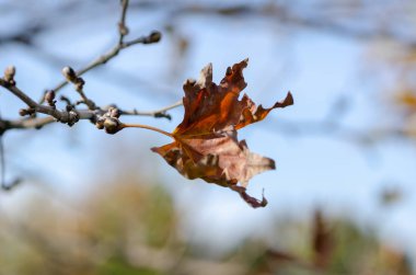 Sonbahar, sığ derinlik-in tarla üzerinde ağacının son yaprak