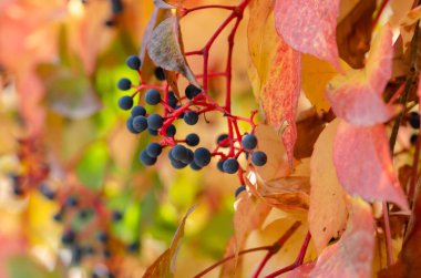 Asması (Parthenocissus Quinquefolia) sonbahar sezonu, yakın çekim
