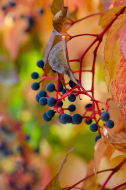 Asması (Parthenocissus Quinquefolia) sonbahar sezonu, yakın çekim