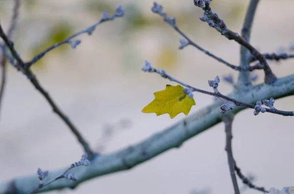 Останній Лист Дерева Восени — стокове фото